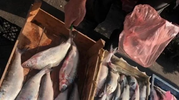 ՏԵՍԱՆՅՈՒԹ․ Բացահայտվել է ձկնաբուծարաններում ձկների անկման պատճառը․ մանրամասներ