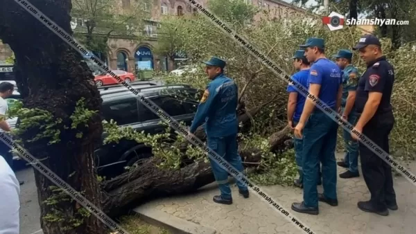 Արտակարգ դեպք Երևանում. ծառը կոտրվել ու ընկել է կայանված ավտոմեքենայի վրա