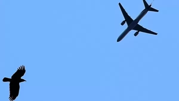 ՏԵՍԱՆՅՈՒԹ․ Ինքնաթիռը  համարյա վթարի է ենթարկվել թռչունների պատճառով