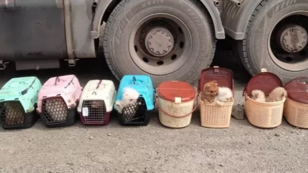 Մեղրիի անցակետում կանխվել է տարբեր ցեղատեսակի շան ձագերի անօրինական ճանապարհով տեղափոխման փորձը