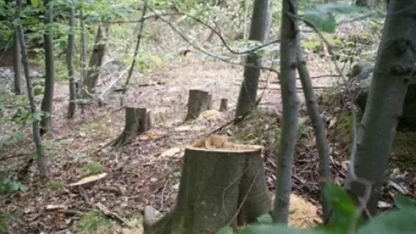 Կառավարությունը գումար կտրամադրի «Հայանտառ»-ին՝ անտառվերականգման համար