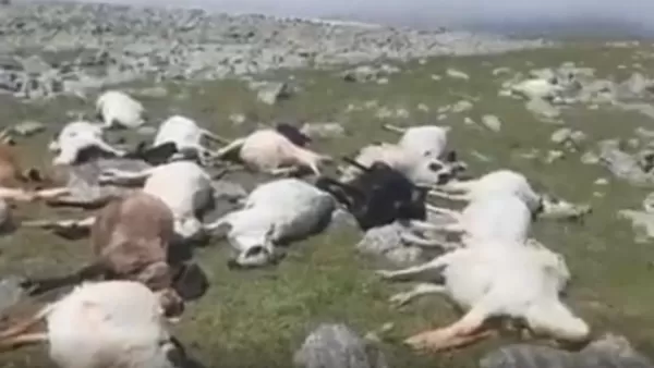 ՏԵՍԱՆՅՈՒԹ. Աբուլ լեռան վրա կայծակի հարվածից 530 գլուխ ոչխար է անկել 