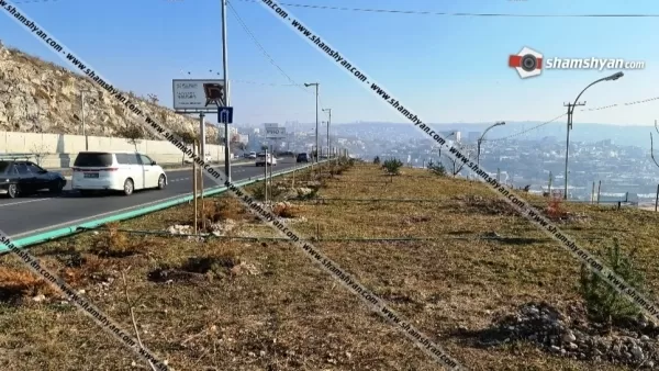 Մինչ Երևանի քաղաքապետարանը Սարալանջի խճուղում սոճիների պուրակ է ստեղծում, այնտեղից գողանում են նոր տնկված ծառերը. SHAMSHYAN