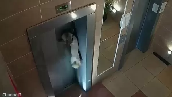 ՏԵՍԱՆՅՈՒԹ. Կինը չի նկատում, որ շունը վերելակ չի մտնում