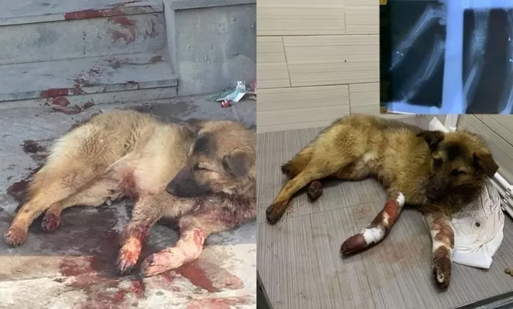 ԼՈՒՍԱՆԿԱՐ․ Երևանում և մարզերում կենդանիների  դաժան սպանդ է կատարվում 