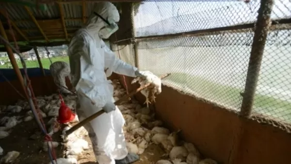 Չեխիայում ավելի քան 180 հազար հավ և բադ կոչնչացնեն թռչնագրիպի պատճառով