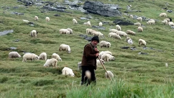 Ադրբեջանցիները հրաժարվում են վերադարձնել 350 ոչխարը․ Tert.am