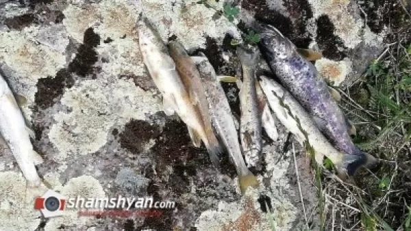 Ստեփանավանի Չքնաղ գետում հայտնաբերվել են մեծ թվով սատկած ձկներ