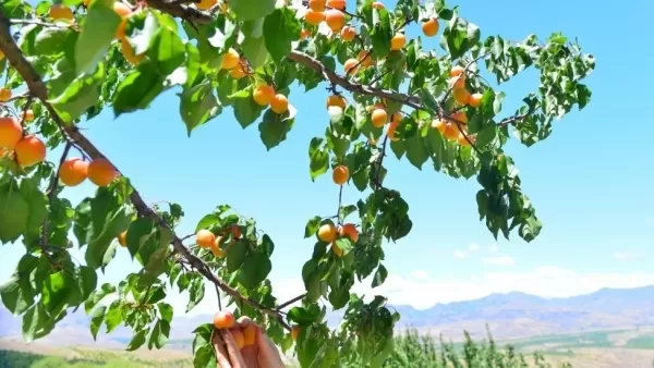 Ջերմաստիճանը կբարձրանա. ԱԻՆ-ը զգուշացնում է 