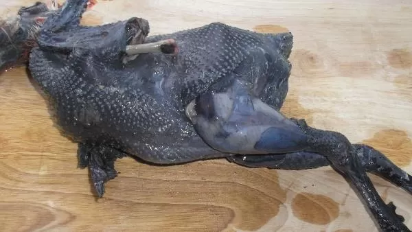 Հրդեհի հեևանքով 30 հավ է անկել