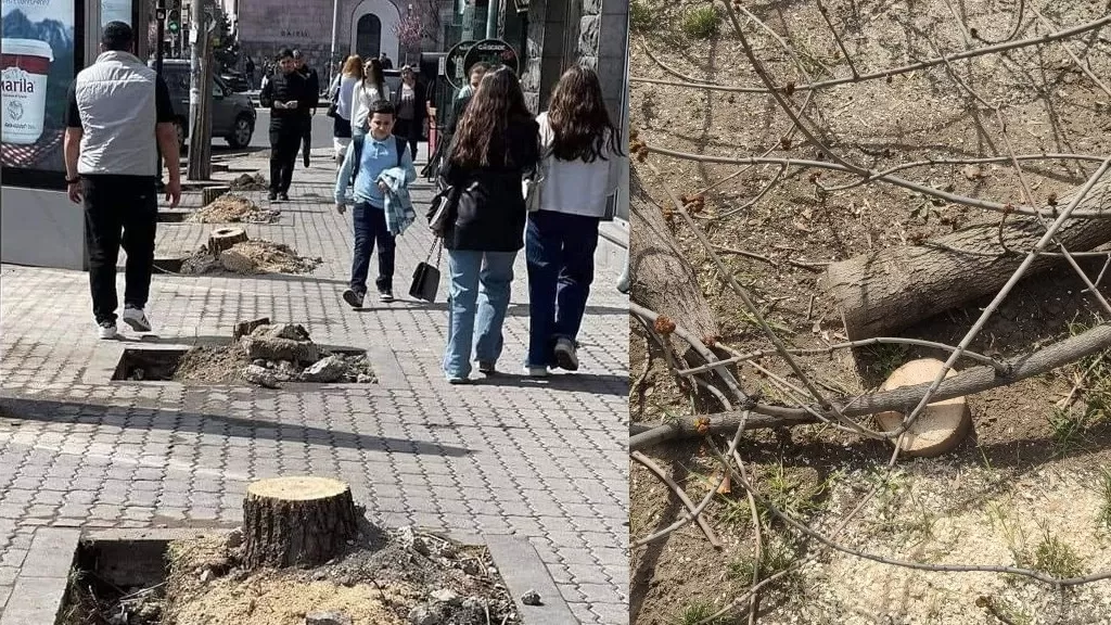 ԼՈՒՍԱՆԿԱՐՆԵՐ․ Երևանը՝ հատված ծառերից հետո․ սոցցանցերում դժգոհում են