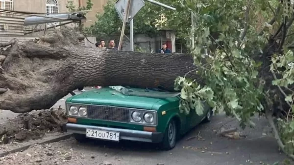 ԼՈՒՍԱՆԿԱՐՆԵՐ. Երևանում ուժգին քամու հետևանքները. մոտ 50 հաստաբուն ծառ է տապալվել
