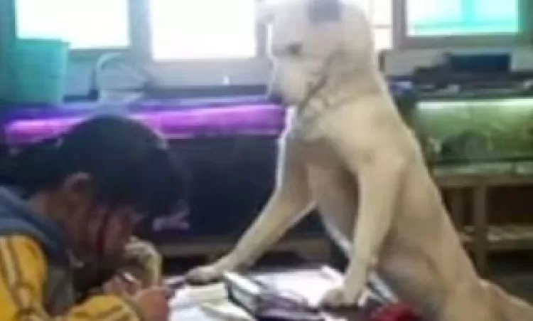 Շունը հետևում է երեխային, որ դասերը սվորելու ընթացքում հեռախոսով չխաղա