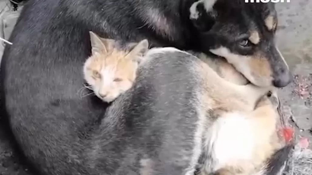 ՏԵՍԱՆՅՈՒԹ. Թուրքիայում երկրաշարժից փրկված շունը գրկել է կատվին` փորձելով տաքանալ