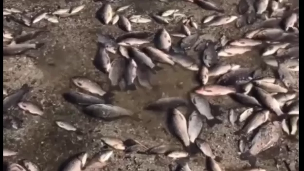 ՏԵՍԱՆՅՈՒԹ․ Ձկների զանգվածային անկում է գրանցվել․ Ալյոշկիում ջրի բարձրացման գագաթնակետը կլինի