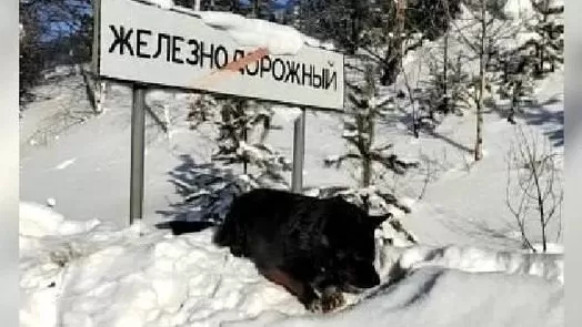 Ուստ-Իլիմսկի Հաչիկոն. ՌԴ-ում շունը 2 շաբաթ շարունակ սպասել է իրեն մայթեզրին թողած տիրոջը