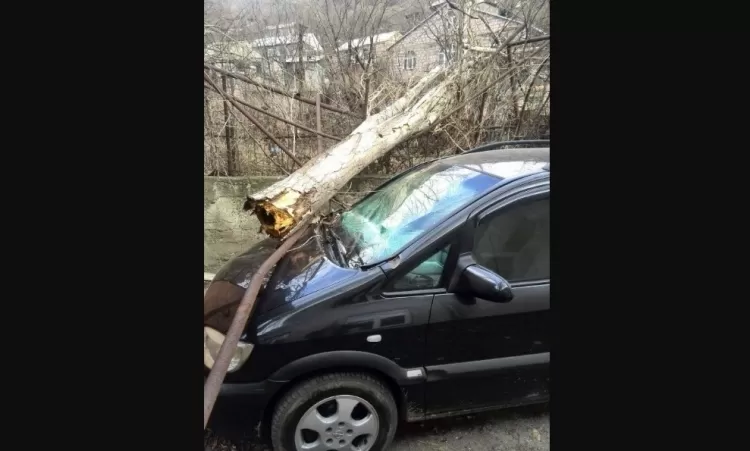 ԼՈՒՍԱՆԿԱՐ. Փտած ծառն ընկել է մեքենայի վրա, տերը չի թույլատրում այն հեռացնել. ով է փոխհատուցելու վնասը