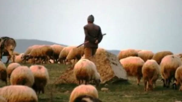 Ադրբեջանցիները կրակել են Կութի հովվի վրա, խլել մեծ թվով անասուններ. «Հրապարակ»