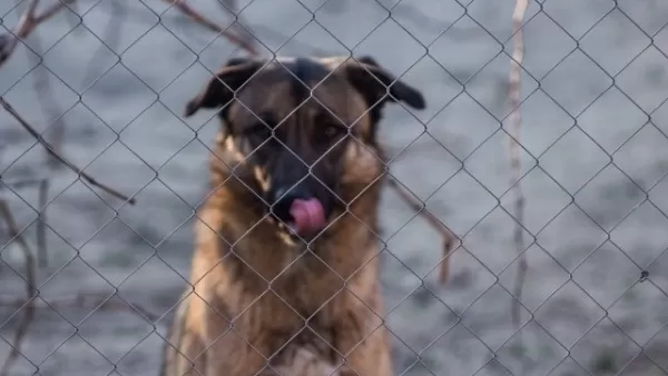 Երևանում թափառող շները հարձակվել են մարդկանց վրա. տուժածները հոսպիտալացվել են 