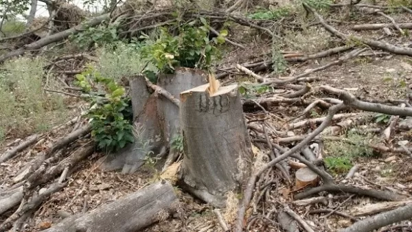 Ապօրինի ծառահատման հետքերով. հայտնաբերվել է հատված 63 ծառ