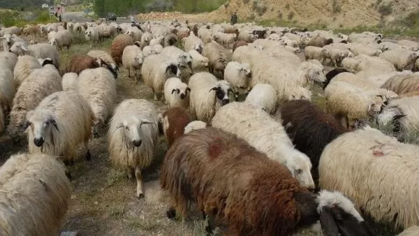 Գավառի ոստիկանները տաք հետքերով կանխել են 40 ոչխարի գողության փորձը. կան բերման ենթարկվածներ