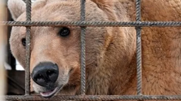 International Animal Rescue-ն ահազանգել է Հայաստանում բանտարկված ևս մեկ արջի մասին