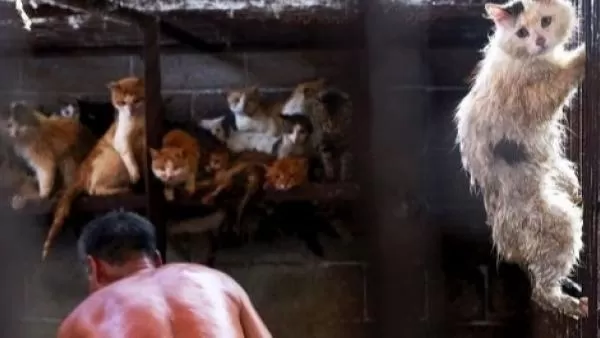 Չինաստանում  իշխանությունները արգելել են ուտել շների և կատուների միսը, որ կենդանիներին կարելի է ուտել 
