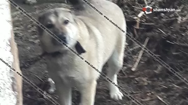 ՄԱՆՐԱՄԱՍՆԵՐ. Լոռու մարզի 37-ամյա բնակիչը ծեծել է զոքանչին, ապա շանը բաց թողել նրա վրա. տարեց կինը մահացել է. Shamshyan.com